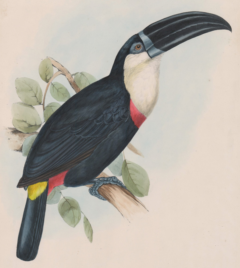An Antique Gould Bird Print