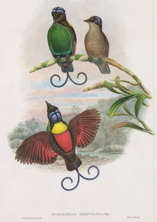 An Antique Bird Print by Gould & Hart