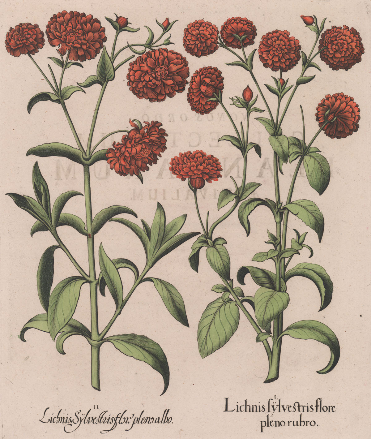 Basilus Besler Botanical Plate 1613