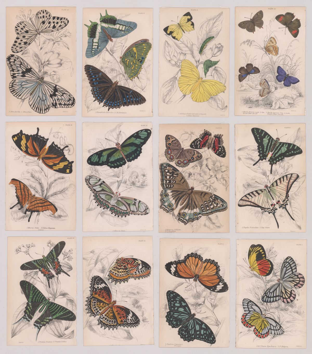 W. H. Lizars "Butterflies" Illustrations (12) 1832