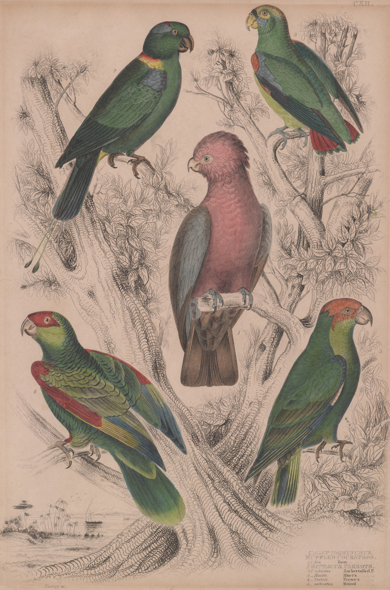 Antique Bird Print of Parrots