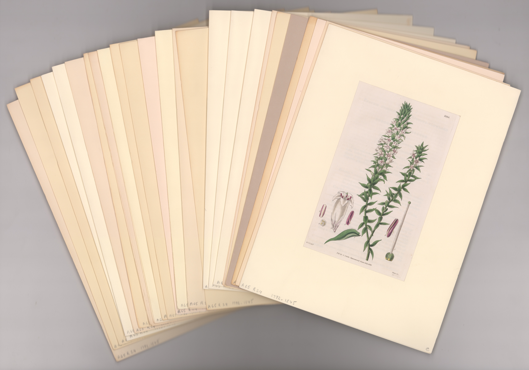 [25] Floral Prints - Curtis' Botanical 1792-1845