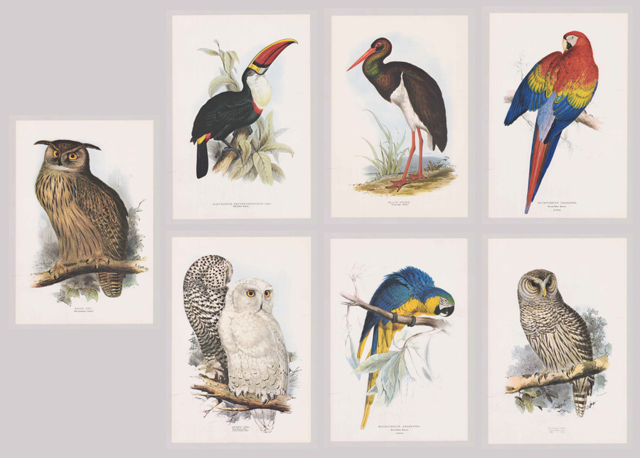 Edward Lear Lithographs [Birds]
