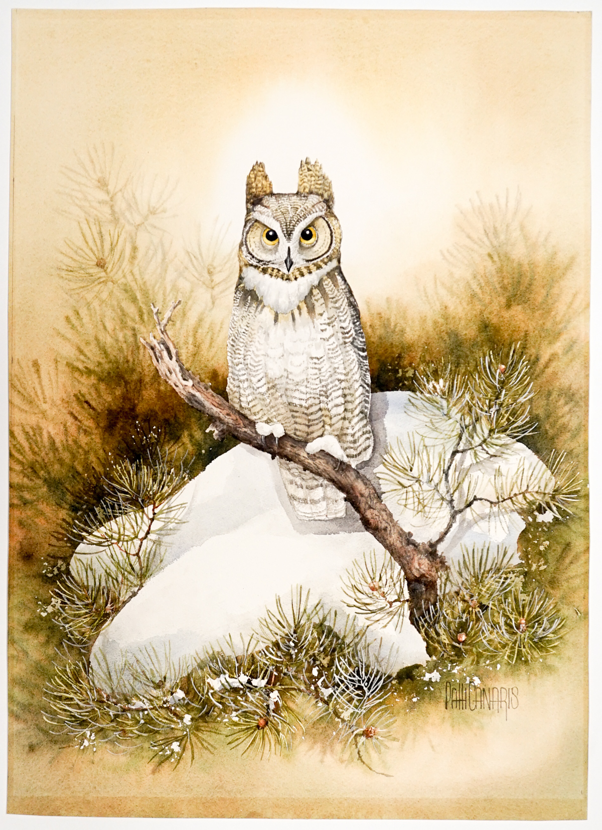 Patti Canaris Watercolor [Owl]