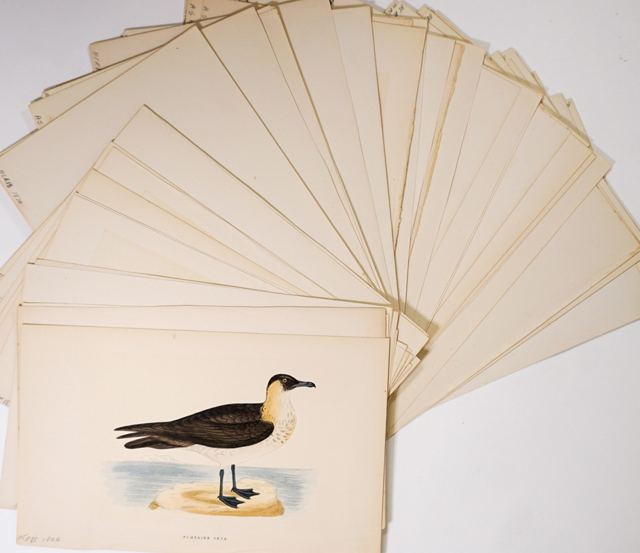 Antique (71) Colored Bird Prints [Morris]